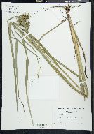 Carex gigantea image