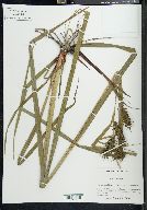 Carex gigantea image