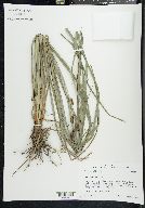 Carex glaucescens image