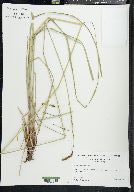 Carex glaucescens image