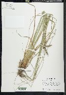 Carex glaucescens image