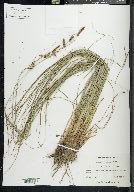 Carex glaucescens image