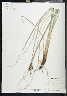 Carex glaucescens image