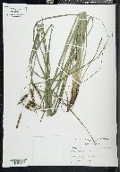 Carex glaucescens image