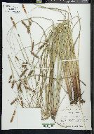 Carex glaucescens image