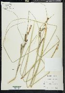 Carex glaucescens image