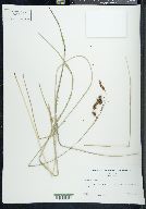 Carex glaucescens image