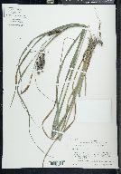 Carex glaucescens image