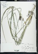 Carex glaucescens image
