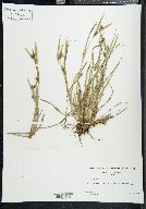 Carex glaucodea image