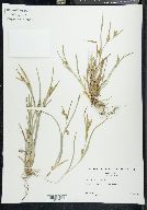 Carex glaucodea image