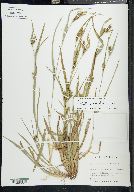 Carex glaucodea image