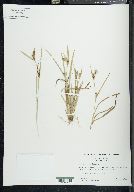 Carex glaucodea image