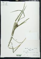 Carex grayi image