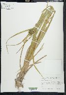 Carex grayi image