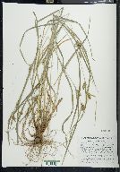 Carex grisea image