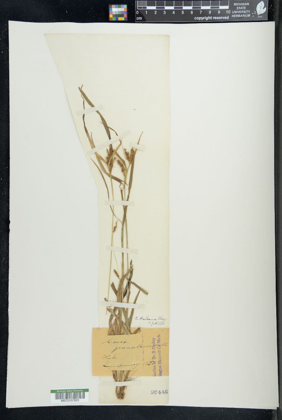 Carex haleana image