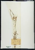 Carex haleana image