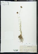 Carex haydeniana image