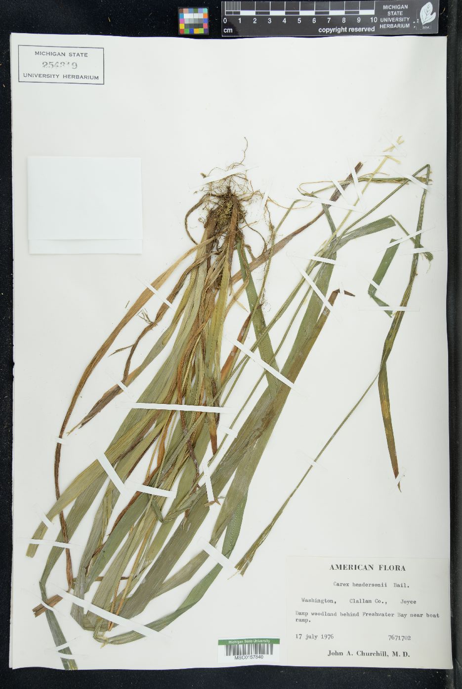 Carex hendersonii image