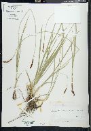 Carex hepburnii image