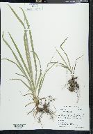 Carex hirtifolia image