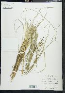 Carex hindsii image