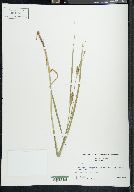 Carex hirta image