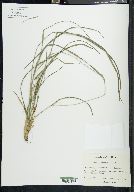 Carex hitchcockiana image