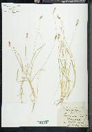 Carex hookeriana image