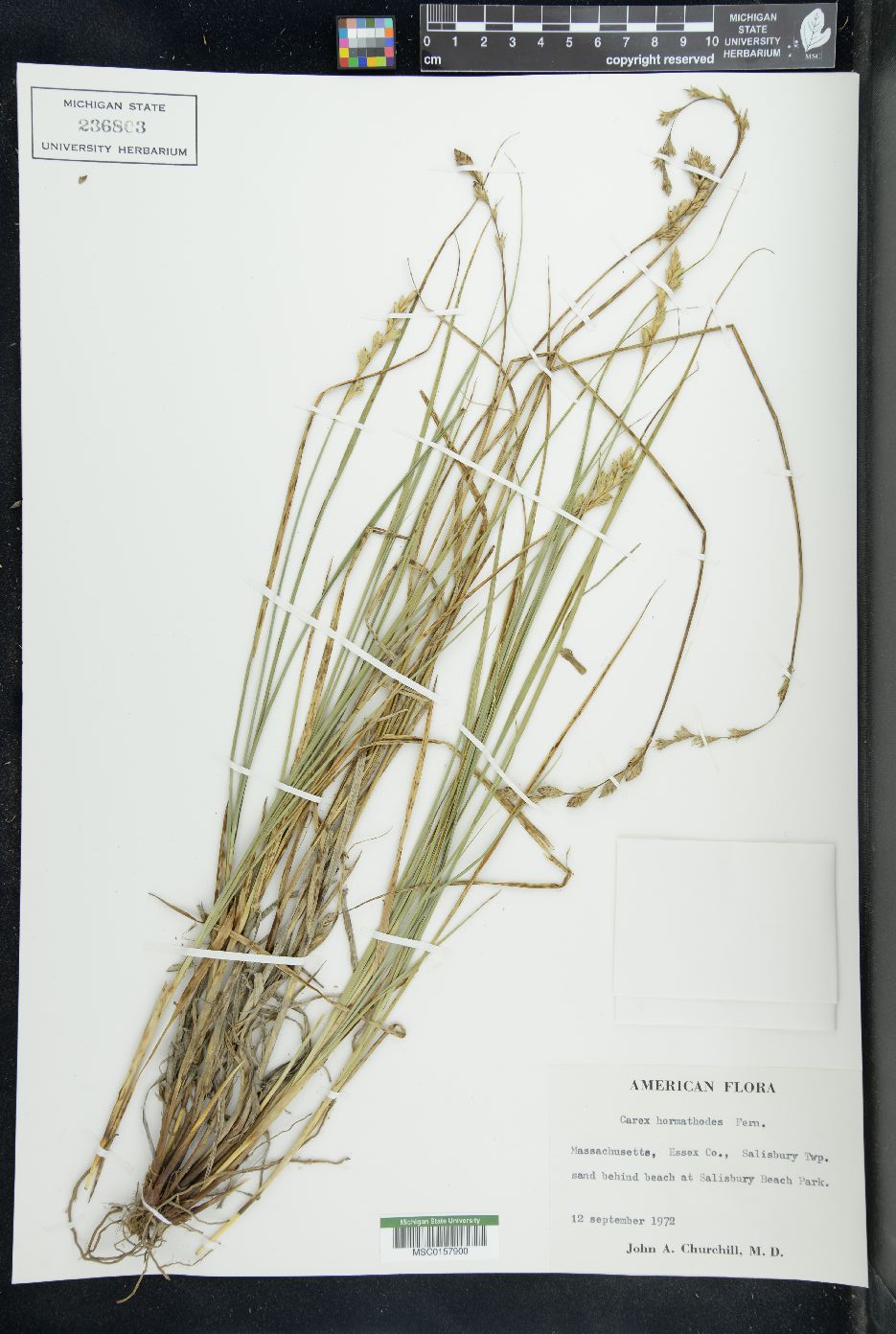 Carex hormathodes image