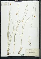 Carex hoodii image