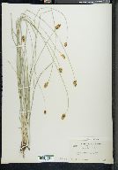 Carex hoodii image