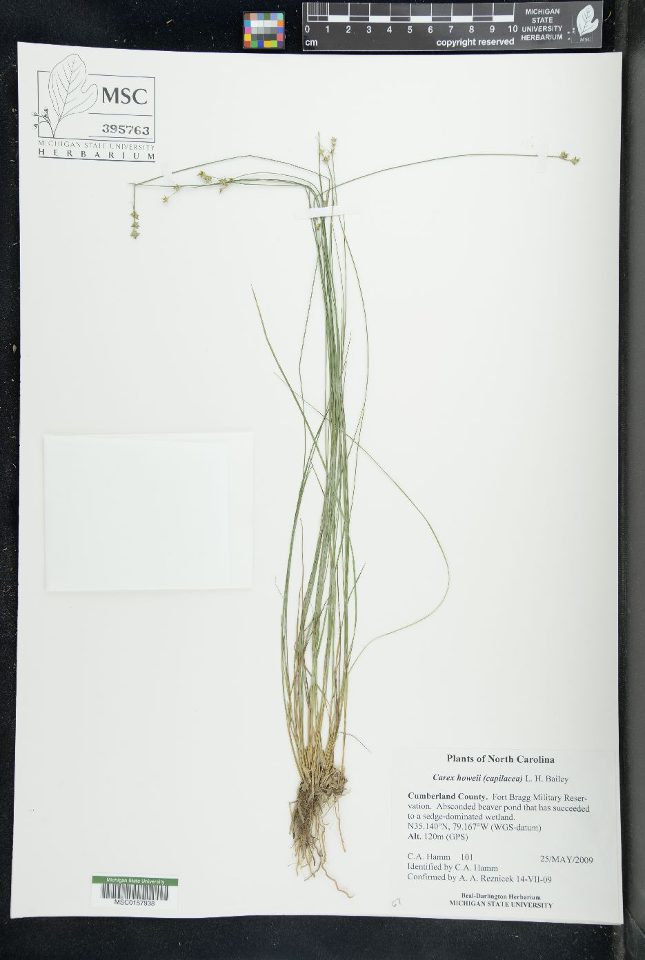 Carex howei var. capillacea image