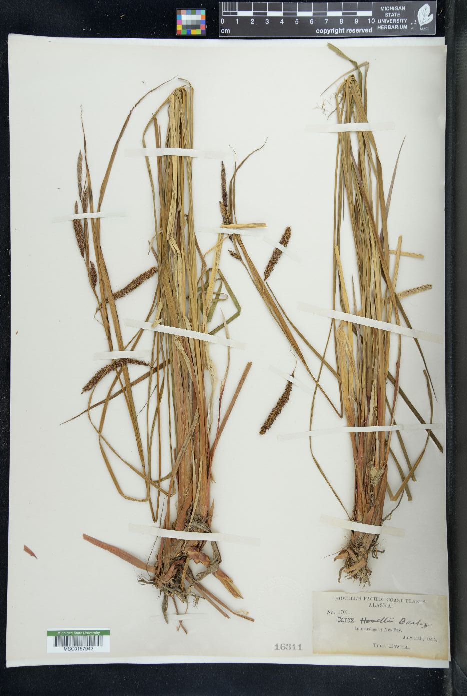 Carex howellii image