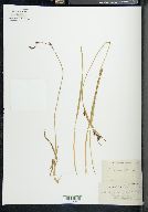 Carex invisa image