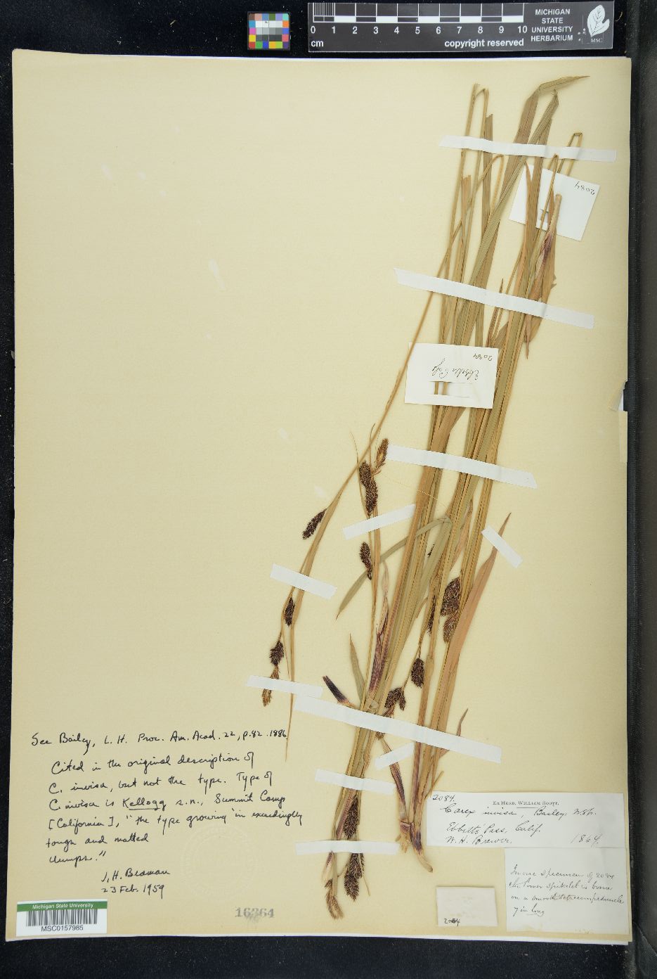 Carex invisa image