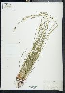 Scleria lithosperma image