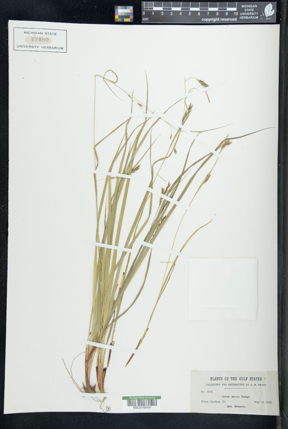 Scleria lithosperma image