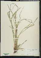 Scleria lithosperma image