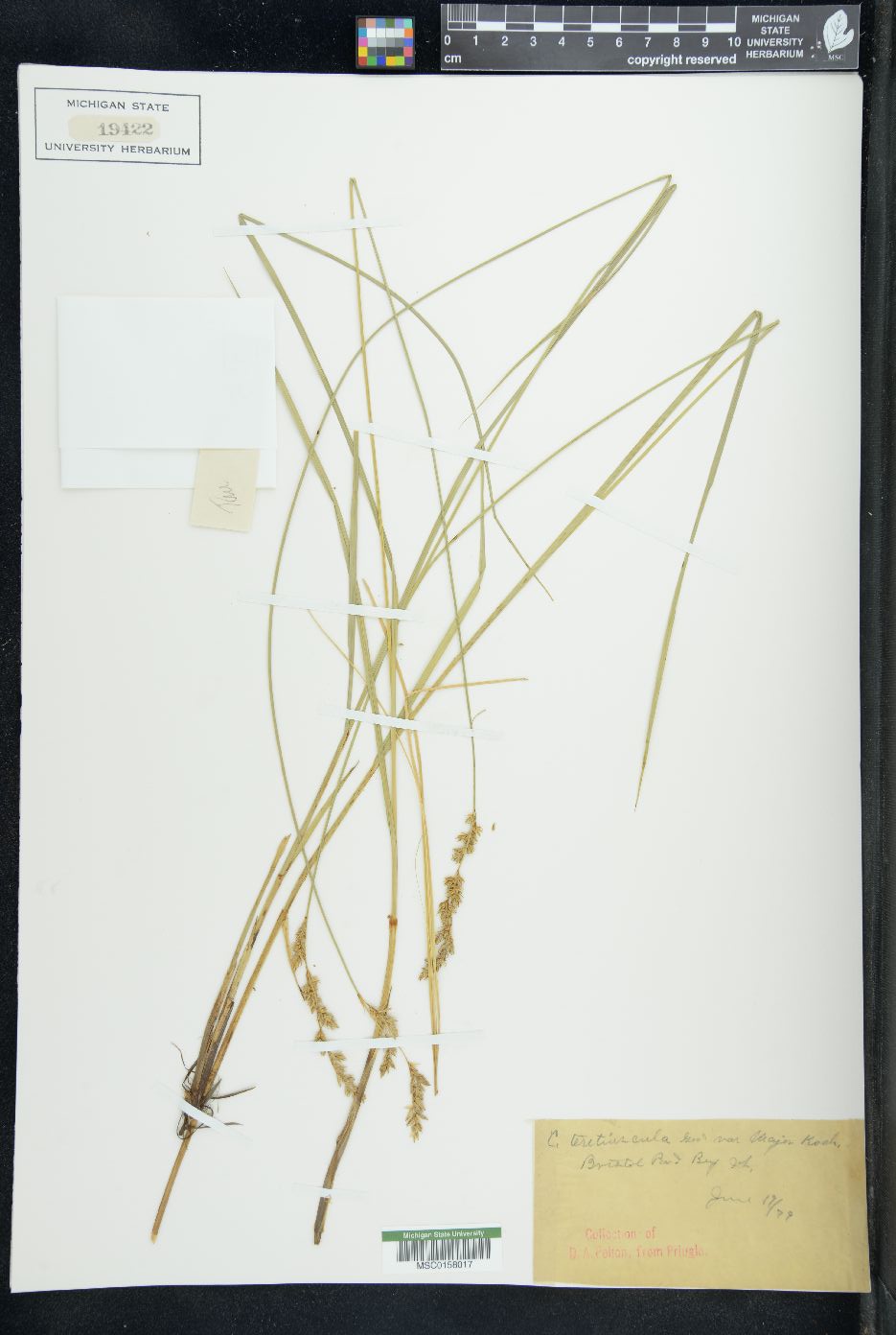 Carex teretiuscula var. major image