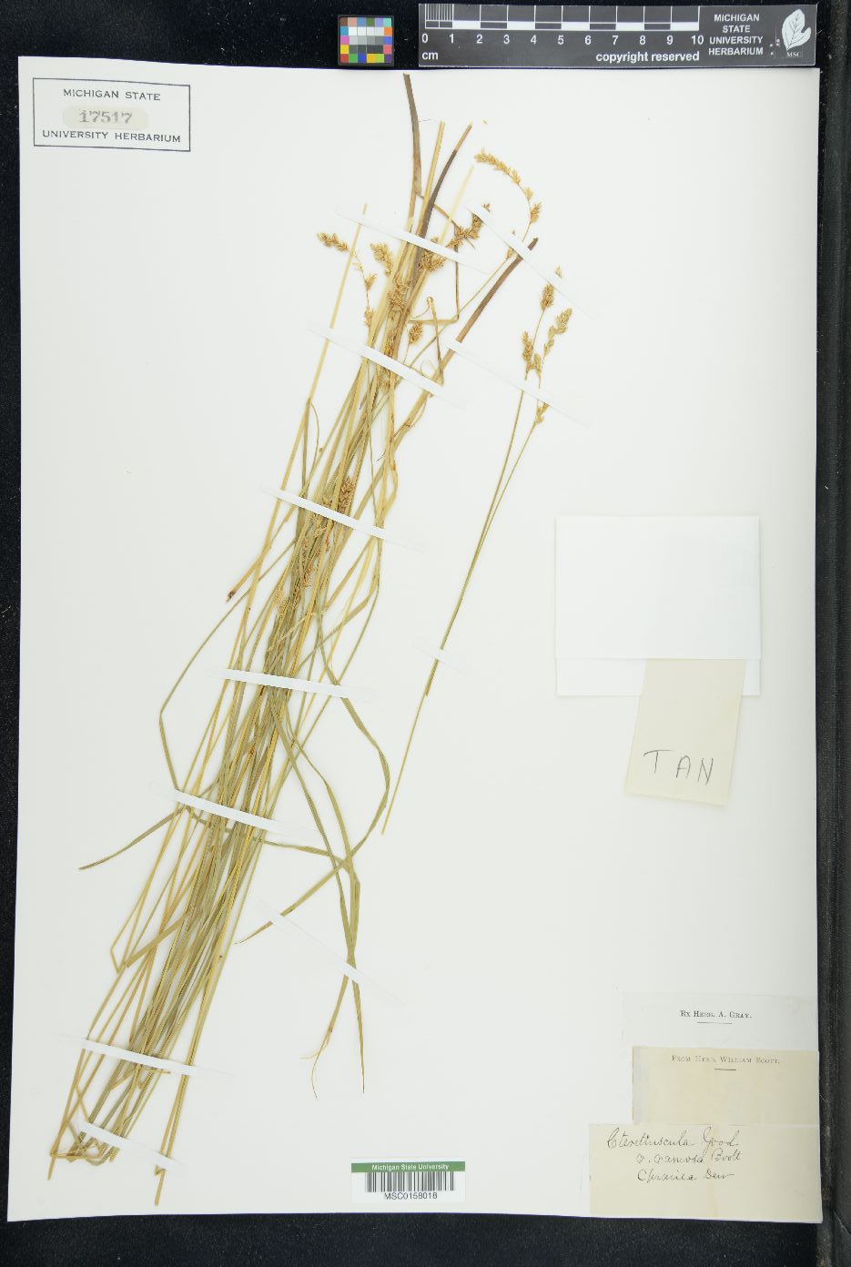Carex teretiuscula var. ramosa image