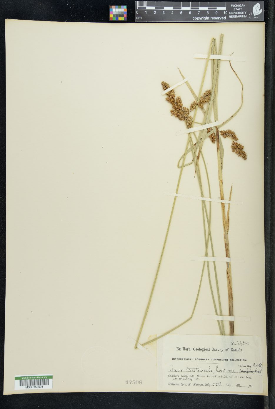 Carex teretiuscula var. ramosa image