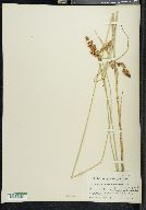 Carex teretiuscula image