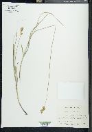 Carex tincta image