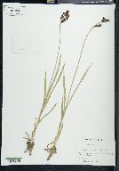 Carex tolmiei image