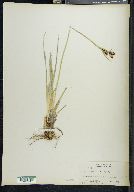 Carex tolmiei image