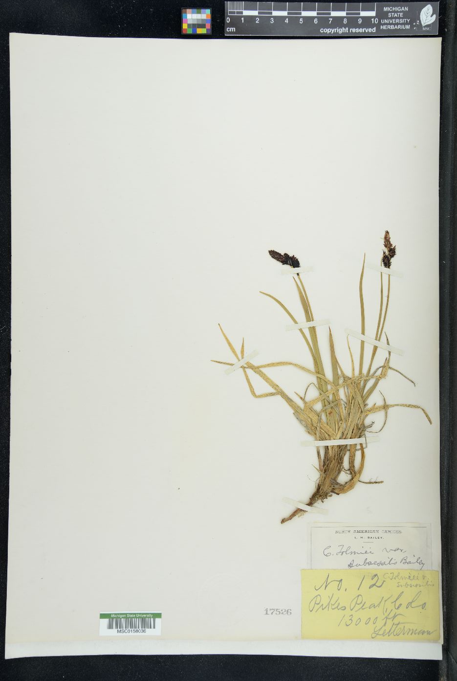 Carex tolmiei var. subsessilis image