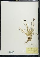 Carex tolmiei image