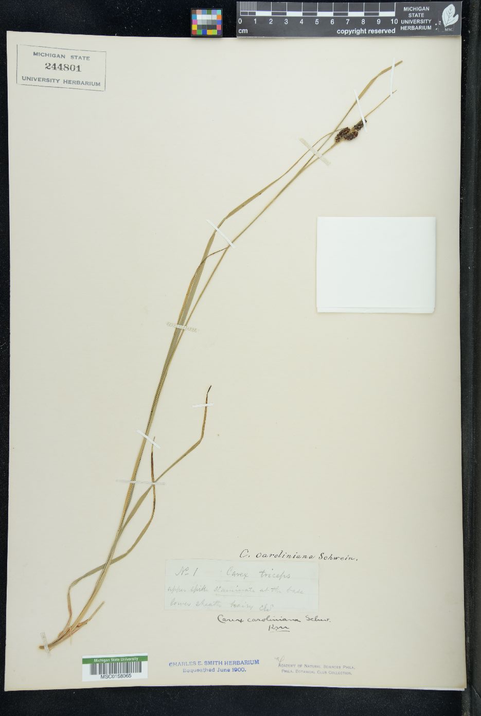 Carex triceps image